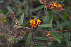 Gastrolobium polystachyum