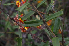 Gastrolobium polystachyum