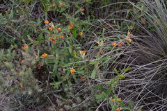 Gastrolobium polystachyum