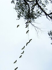 Threskiornis spinicollis