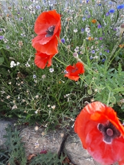 Papaver rhoeas