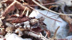 Oedipoda