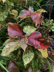 Acalypha wilkesiana