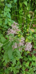 Eupatorium cannabinum