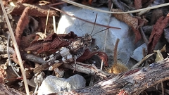 Oedipoda