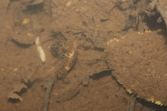 Gammaridae