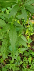Eupatorium cannabinum