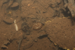 Gammaridae