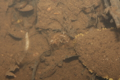 Gammaridae