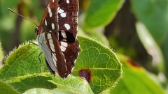 Limenitis reducta
