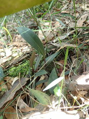Cryptostylis