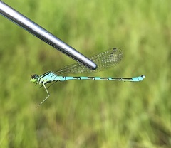 Coenagrion hastulatum