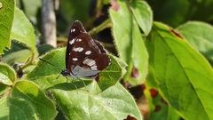 Limenitis reducta
