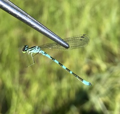 Coenagrion hastulatum