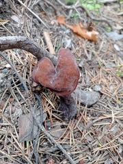 Gyromitra infula