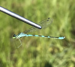 Coenagrion hastulatum
