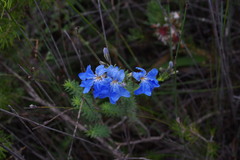 Lechenaultia biloba