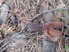 Gyromitra infula