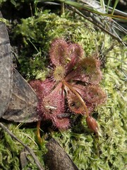 Drosera aberrans