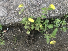 Calceolaria tripartita