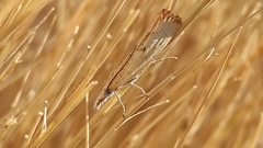 Agriphila