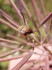 Elasmostethus interstinctus