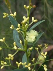 Acacia myrtifolia