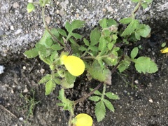 Calceolaria tripartita