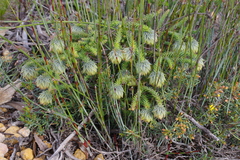 Darwinia neildiana