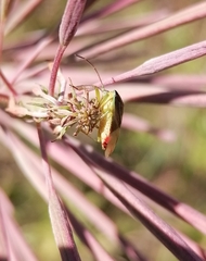 Elasmostethus interstinctus