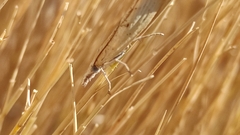 Agriphila