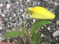 Calceolaria tripartita