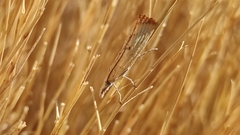 Agriphila