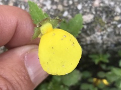 Calceolaria tripartita