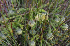 Darwinia neildiana