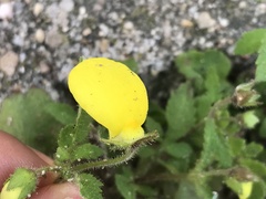 Calceolaria tripartita