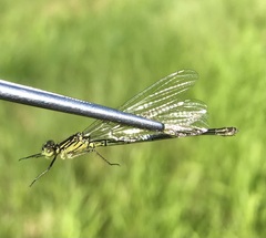 Erythromma najas