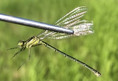 Erythromma najas