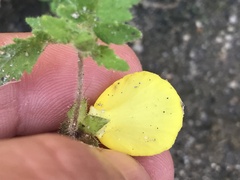 Calceolaria tripartita