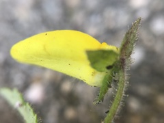 Calceolaria tripartita