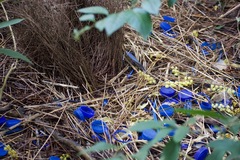 Ptilonorhynchus violaceus