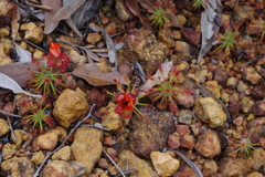Drosera barbigera
