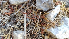 Selaginella denticulata