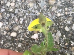 Calceolaria tripartita