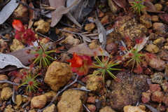Drosera barbigera