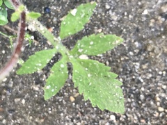 Calceolaria tripartita