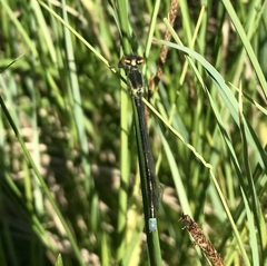 Erythromma najas