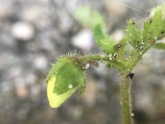 Calceolaria tripartita