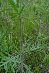 Centaurea pseudomaculosa