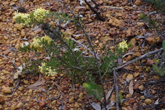 Petrophile serruriae